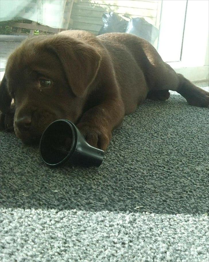 Labrador retriever Soya billede 9