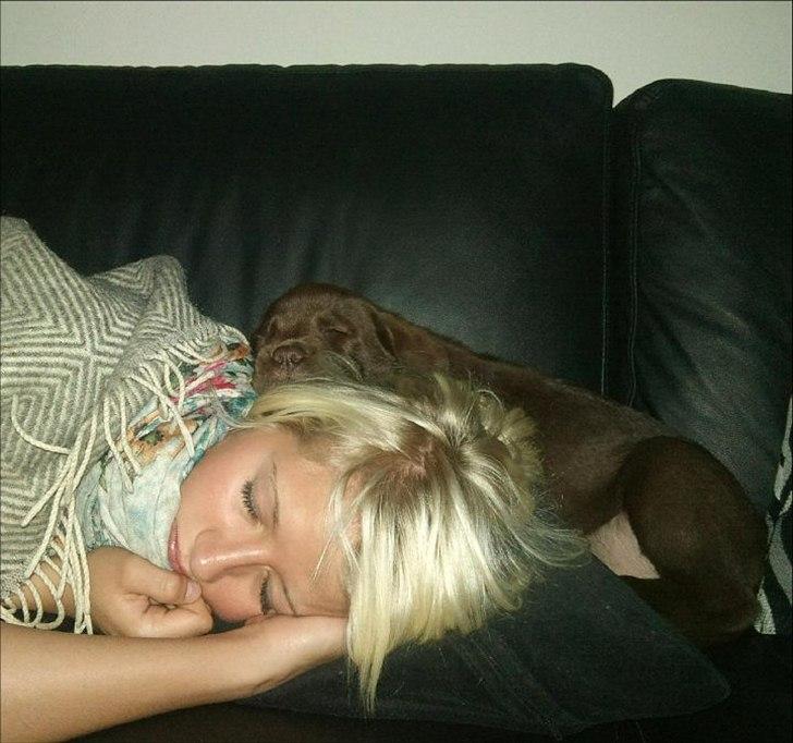 Labrador retriever Soya billede 10