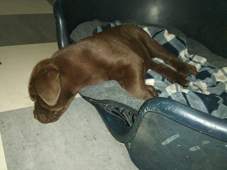 Labrador retriever Soya billede 11