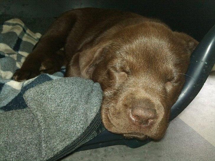 Labrador retriever Soya billede 12