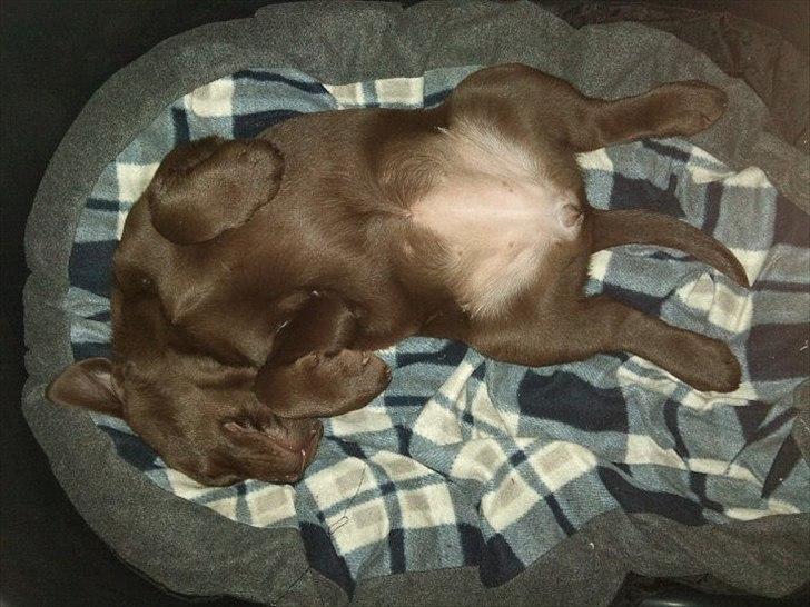 Labrador retriever Soya billede 13