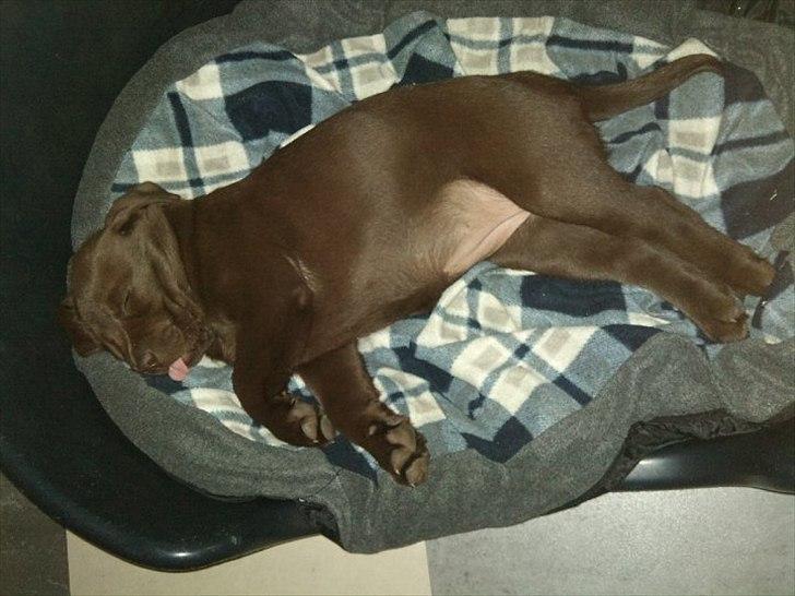 Labrador retriever Soya billede 14