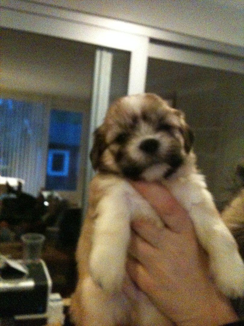 Lhasa apso Madison Secretariat billede 1