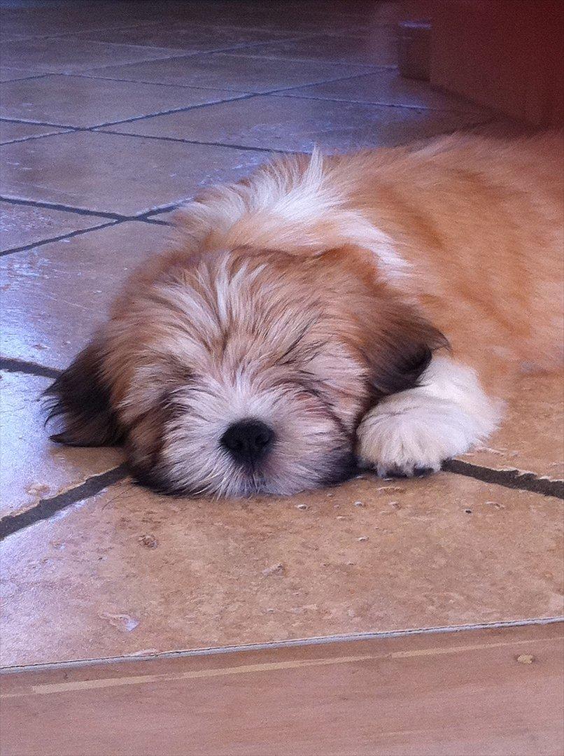 Lhasa apso Madison Secretariat billede 2