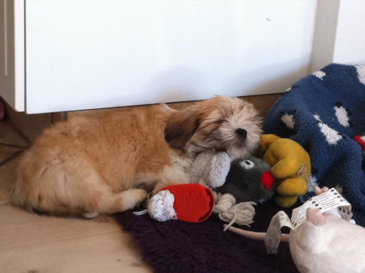 Lhasa apso Madison Secretariat billede 3