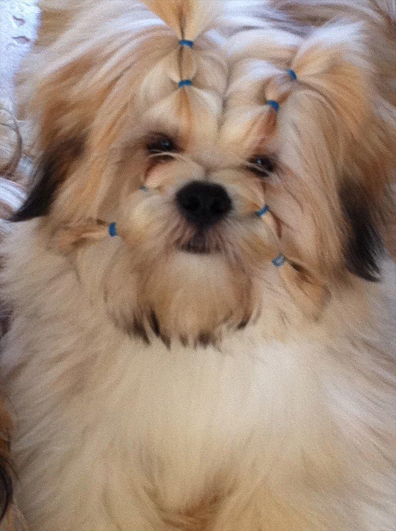 Lhasa apso Madison Secretariat billede 4