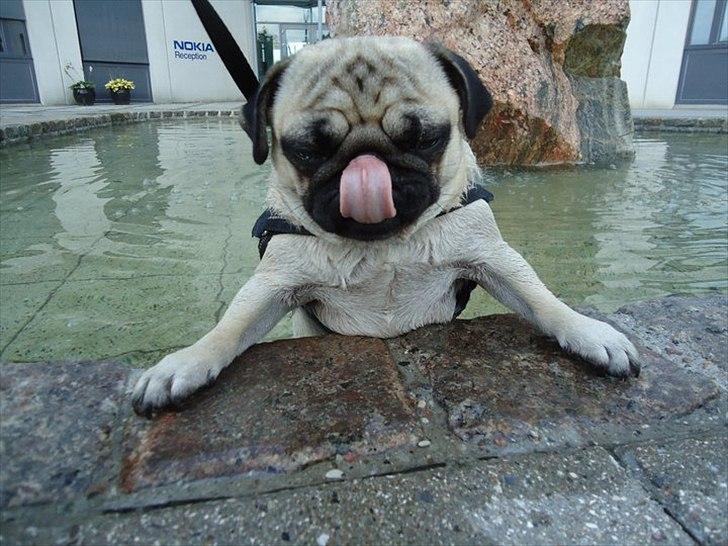 Mops Gizmo billede 1