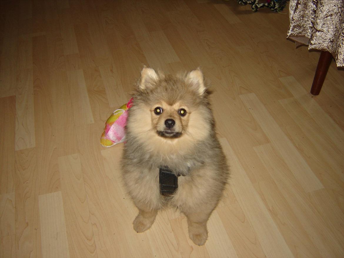 Pomeranian Wimse Von Red Bull billede 1