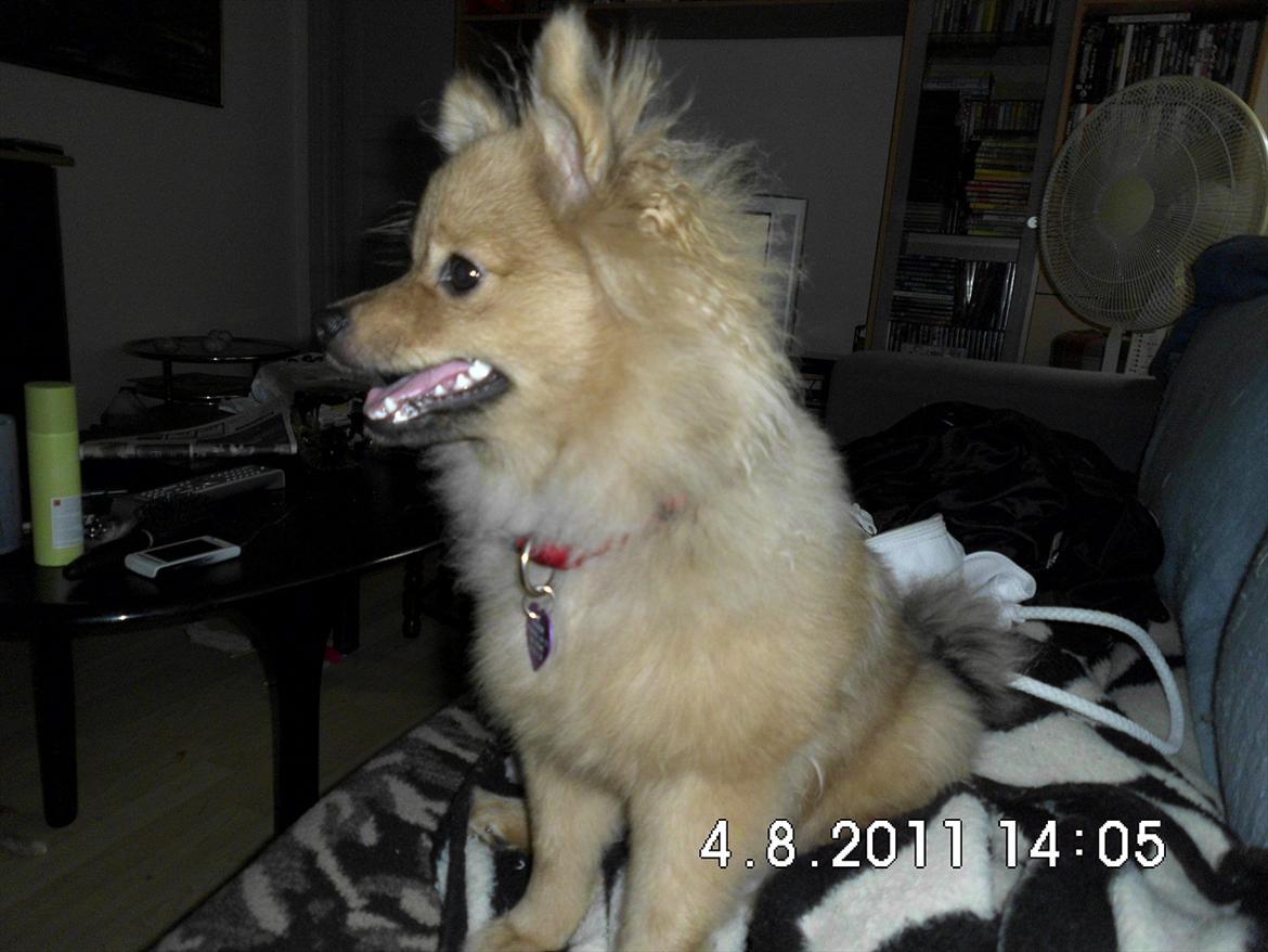 Pomeranian Wimse Von Red Bull billede 2