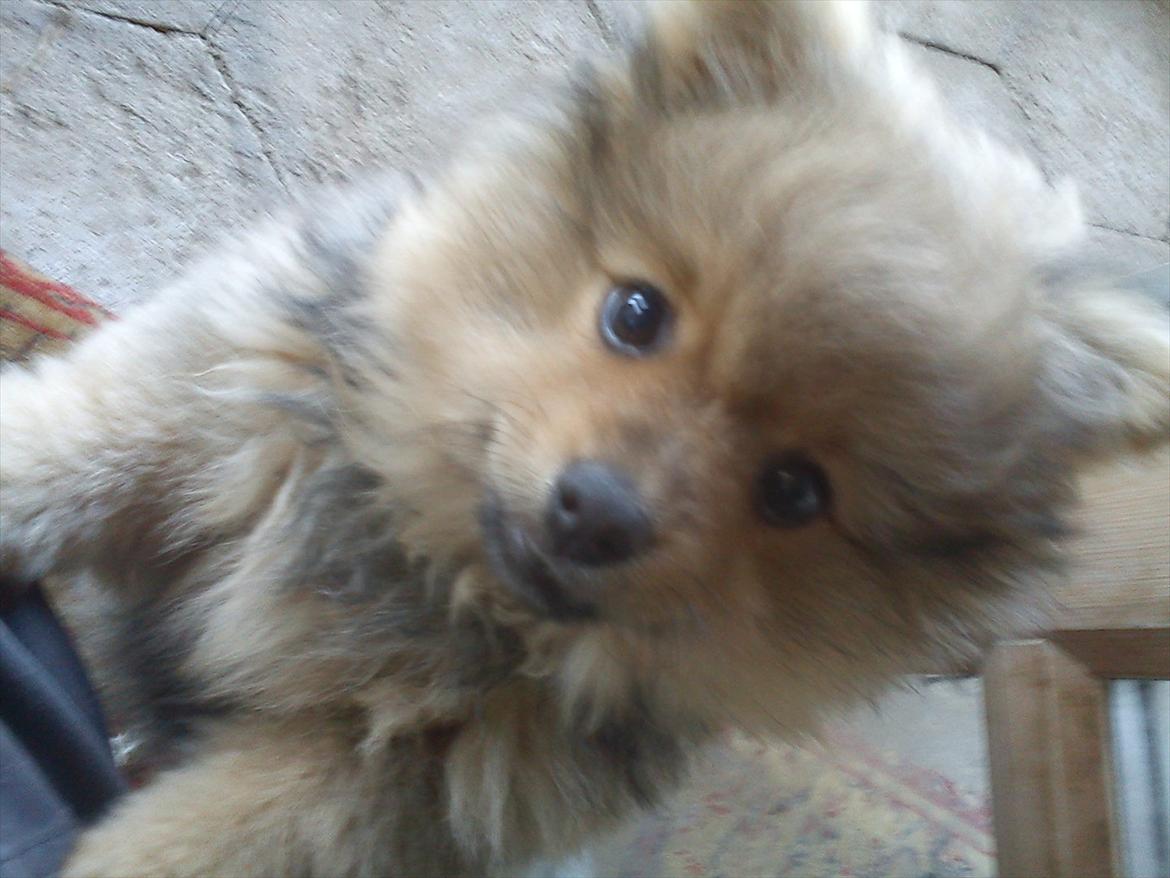 Pomeranian Wimse Von Red Bull billede 3