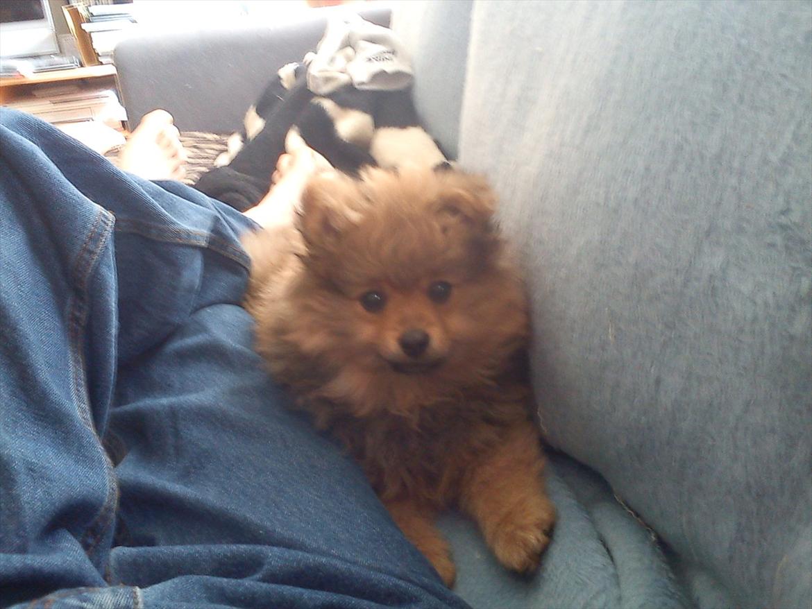 Pomeranian Wimse Von Red Bull billede 4