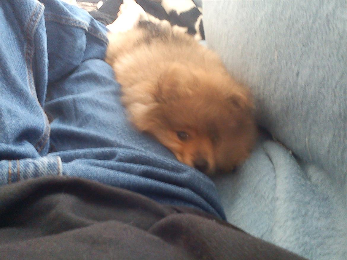 Pomeranian Wimse Von Red Bull billede 5