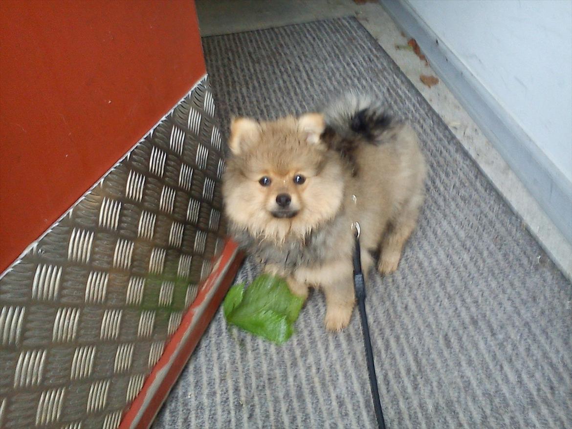 Pomeranian Wimse Von Red Bull billede 6