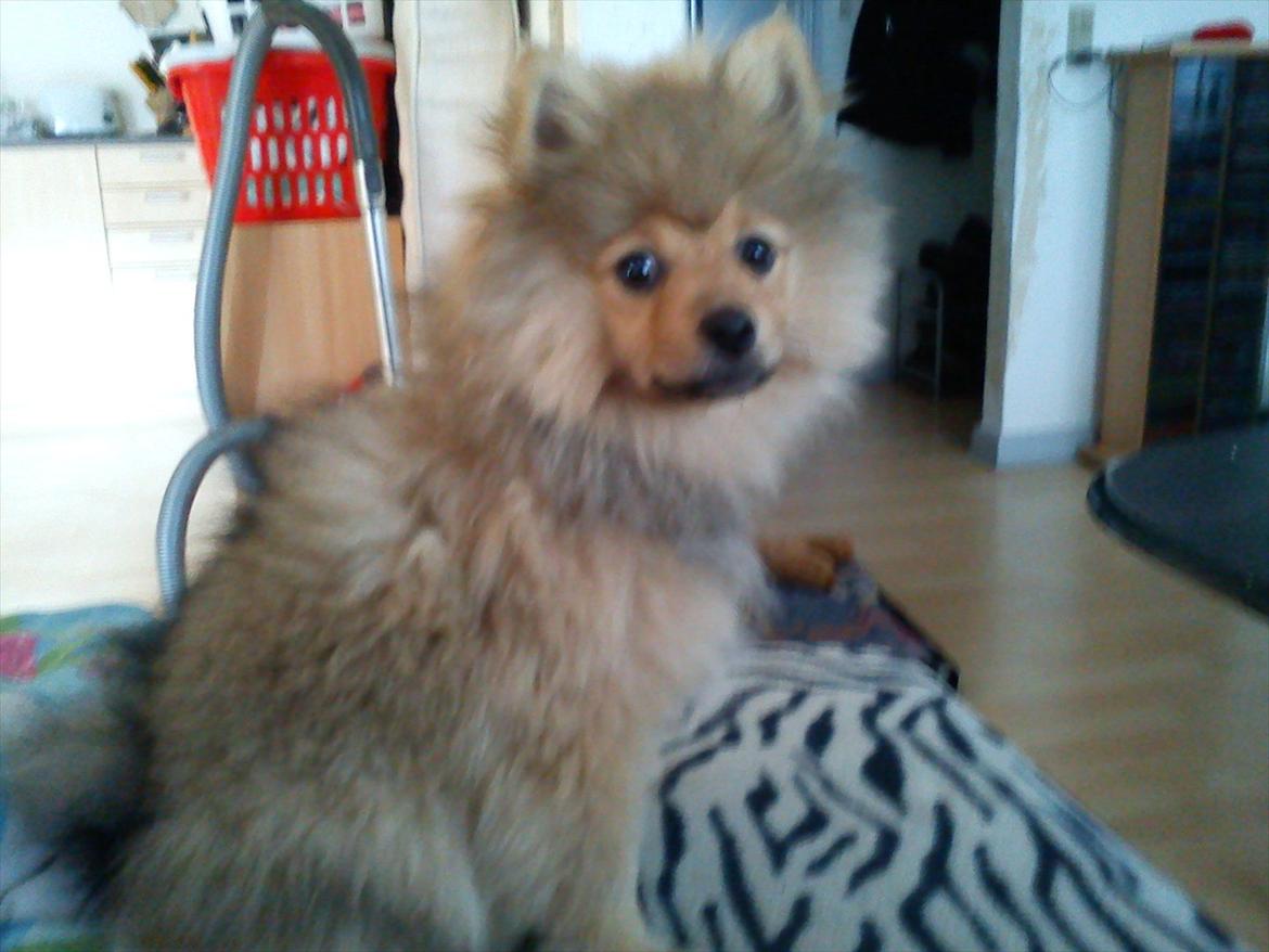 Pomeranian Wimse Von Red Bull billede 7