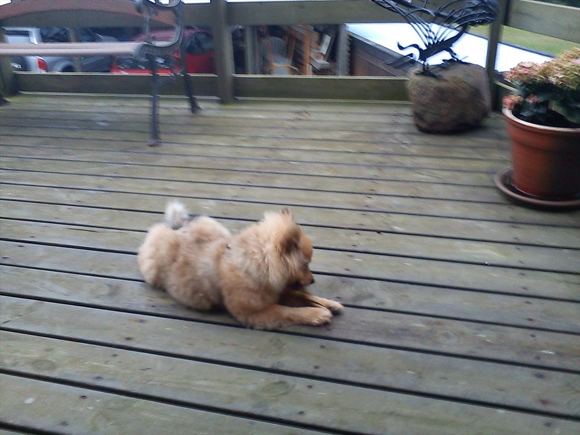 Pomeranian Wimse Von Red Bull billede 8
