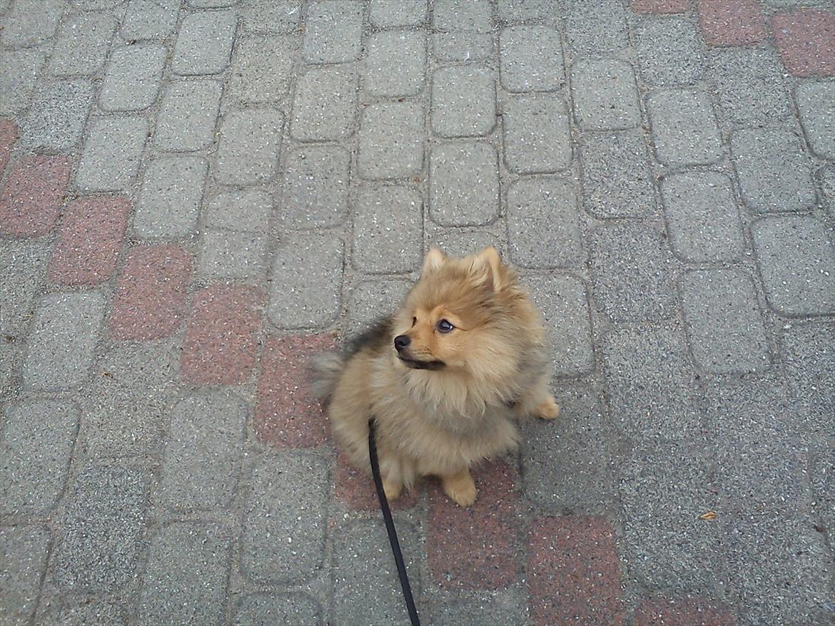 Pomeranian Wimse Von Red Bull billede 9