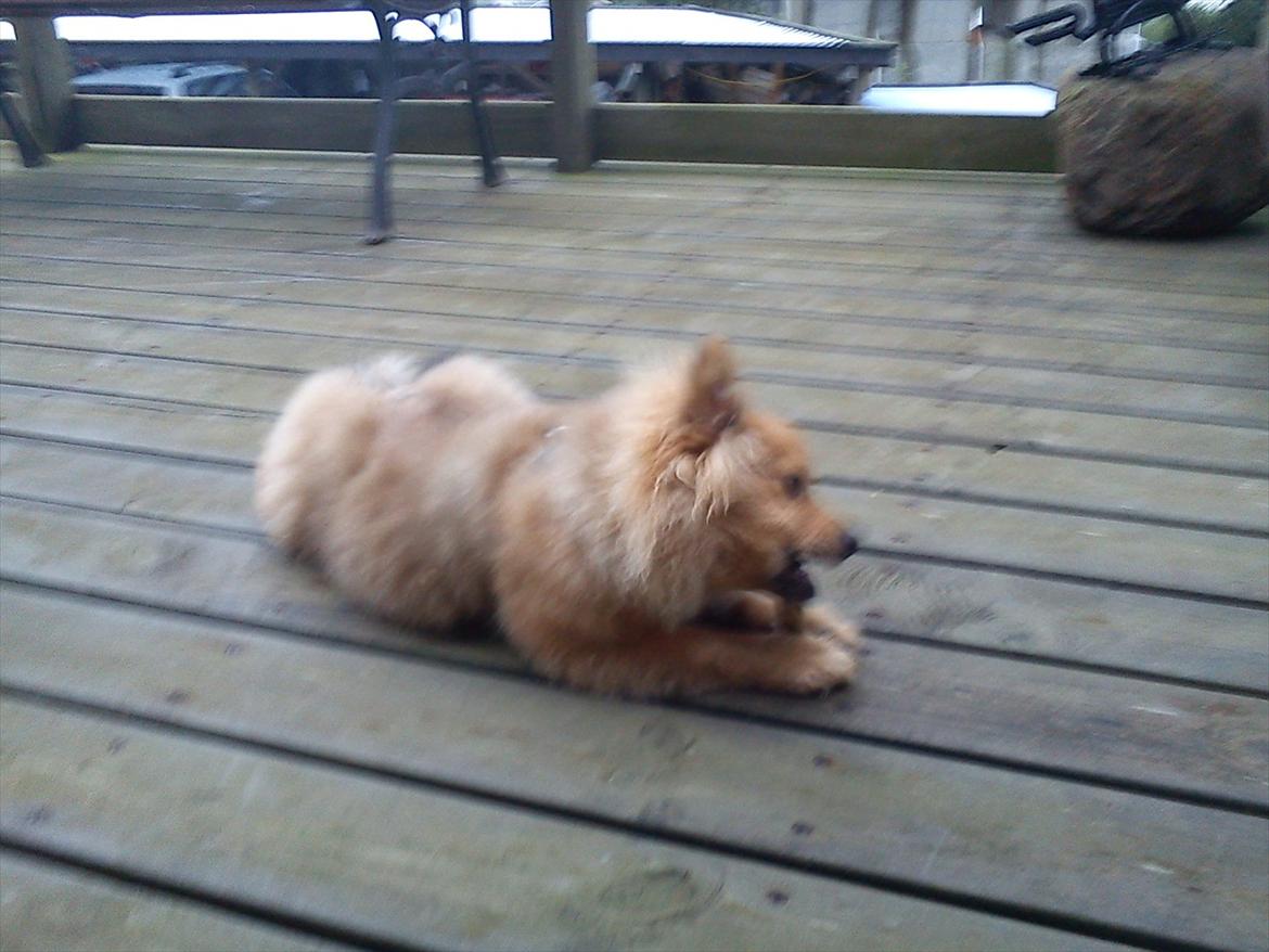 Pomeranian Wimse Von Red Bull billede 10