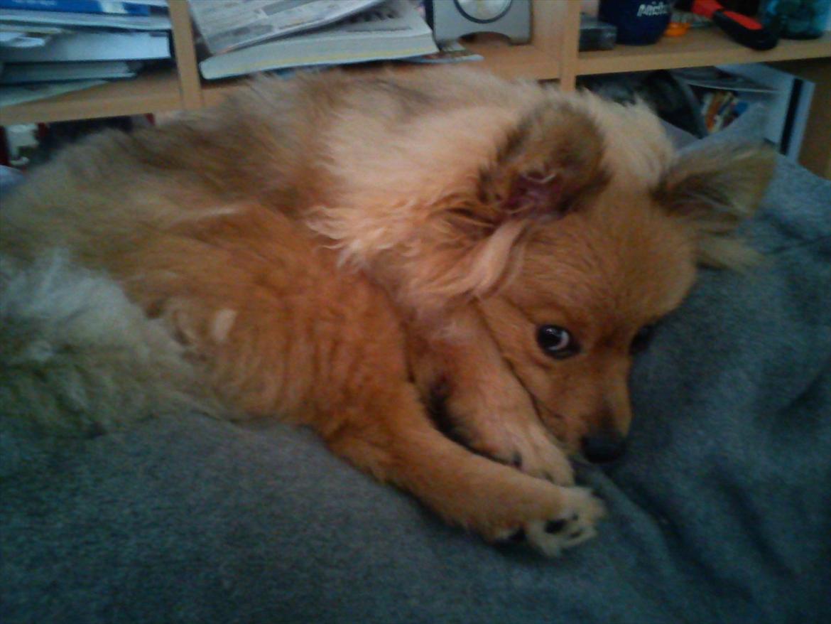 Pomeranian Wimse Von Red Bull billede 12