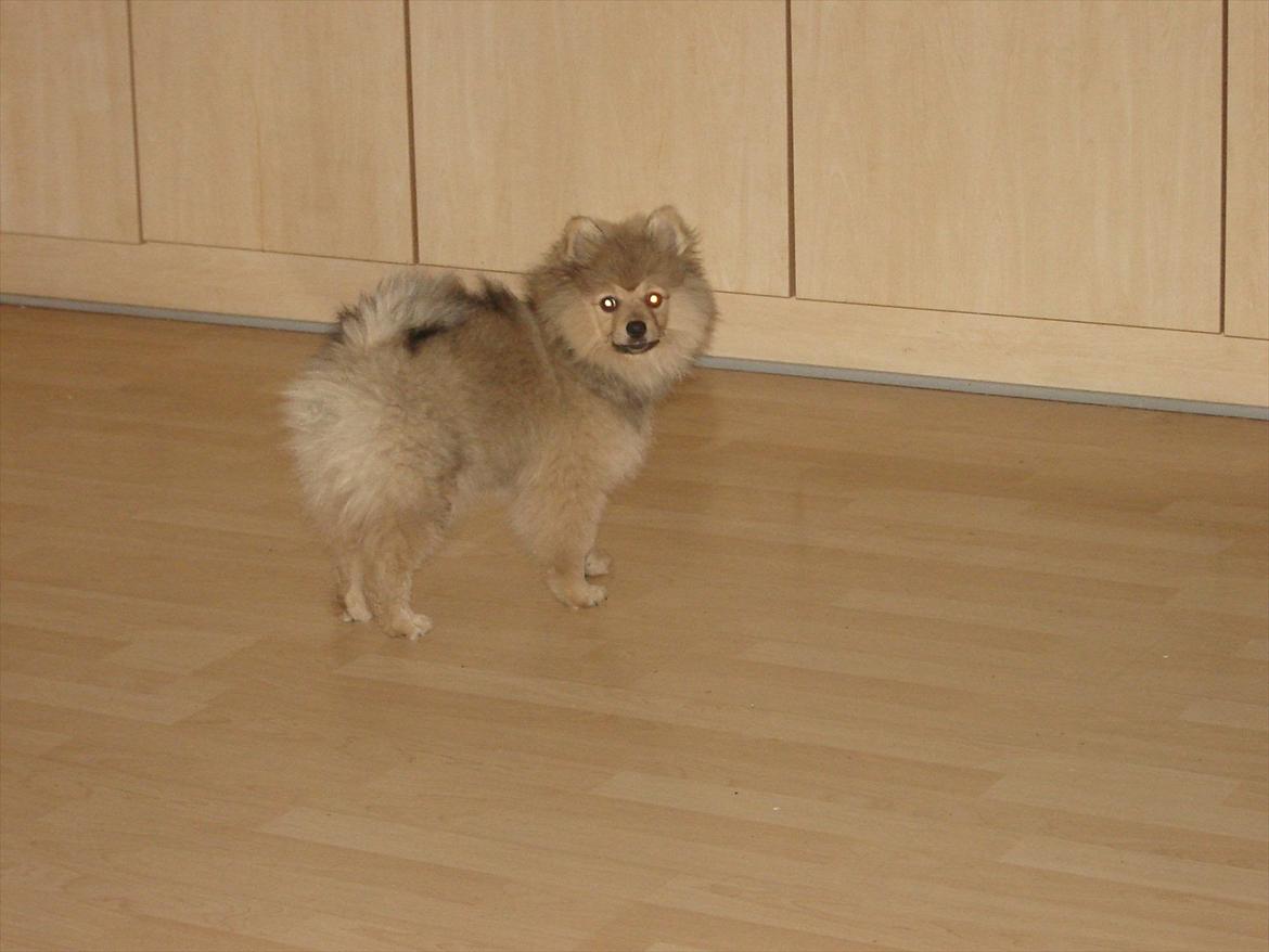 Pomeranian Wimse Von Red Bull billede 13
