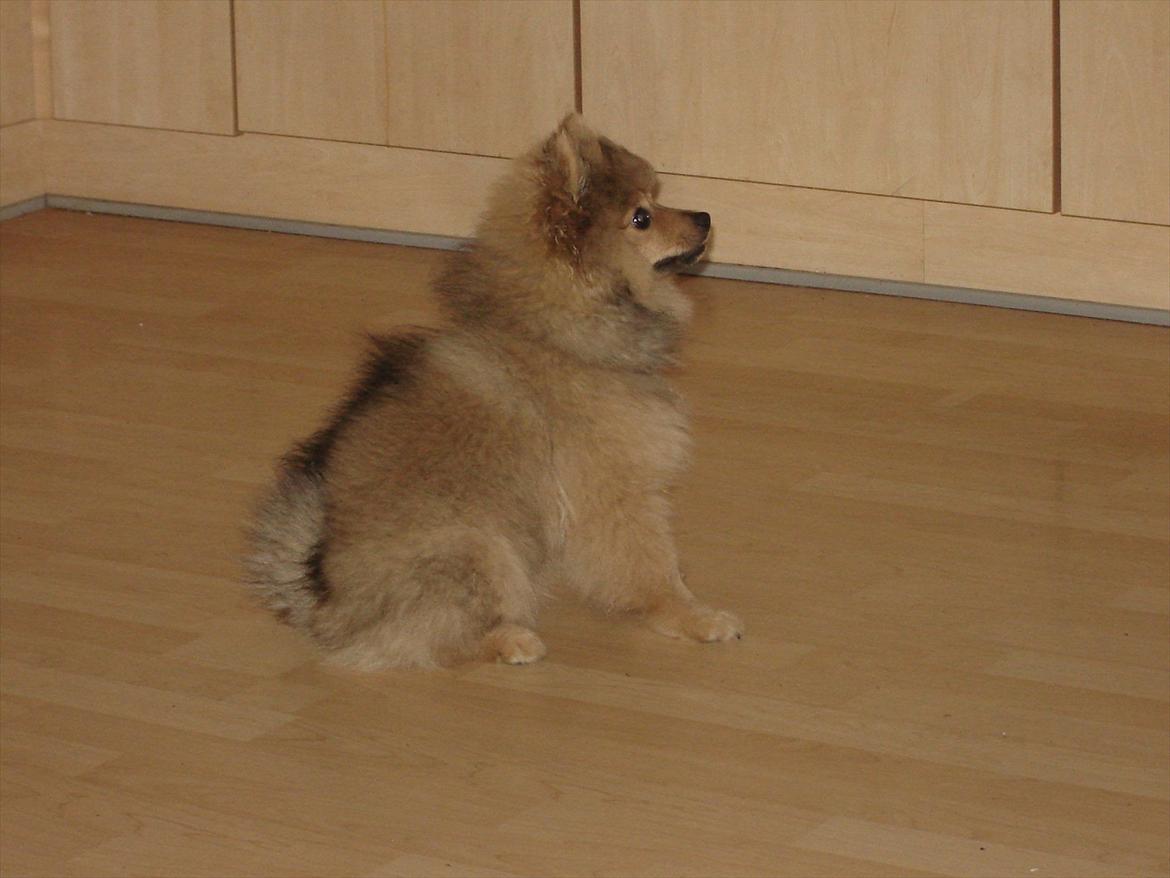 Pomeranian Wimse Von Red Bull billede 15