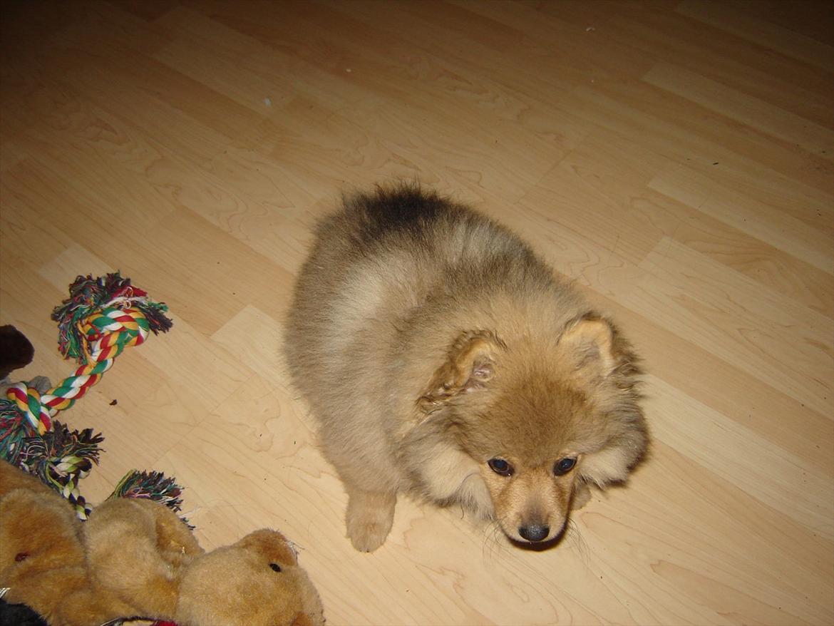 Pomeranian Wimse Von Red Bull billede 16