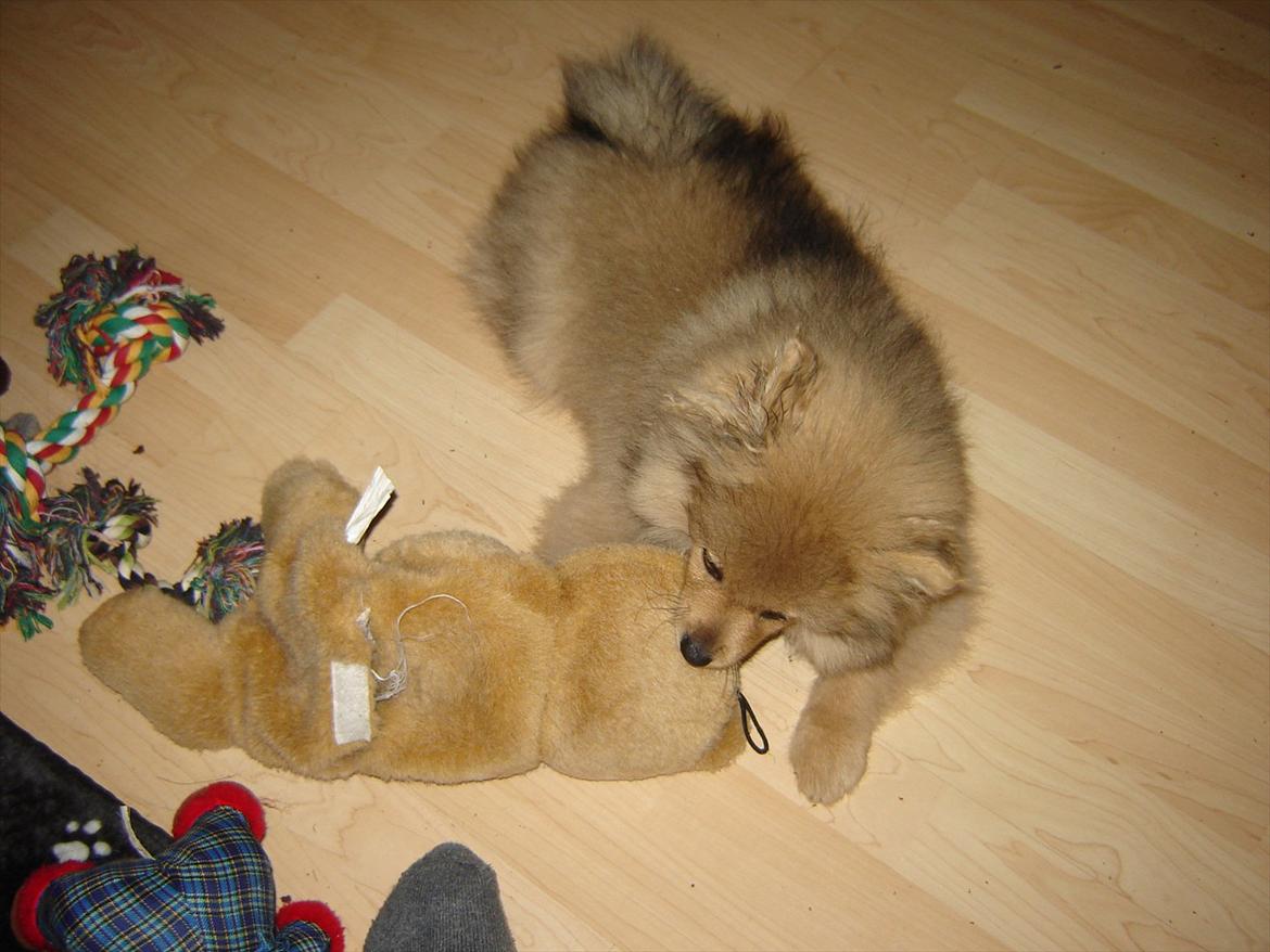 Pomeranian Wimse Von Red Bull billede 17