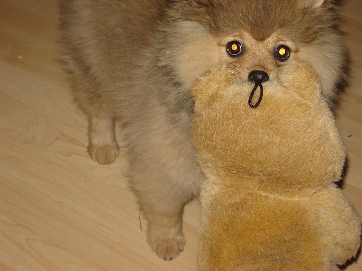 Pomeranian Wimse Von Red Bull billede 18