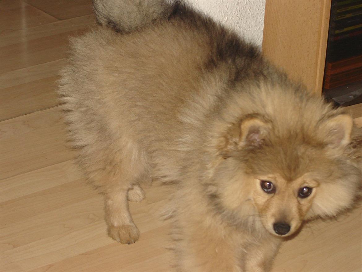 Pomeranian Wimse Von Red Bull billede 19