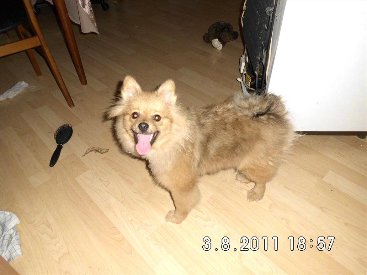 Pomeranian Wimse Von Red Bull billede 20