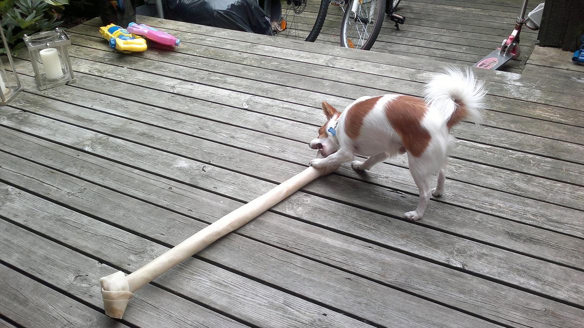 Blanding af racer Bailey billede 9