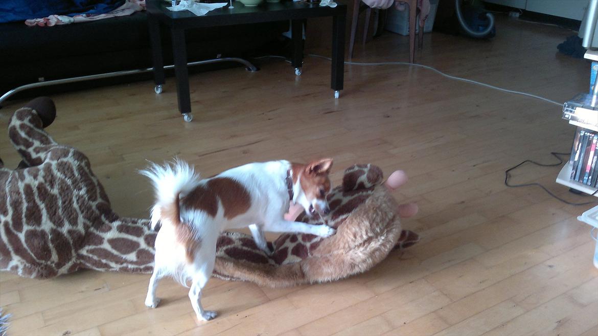 Blanding af racer Bailey billede 10