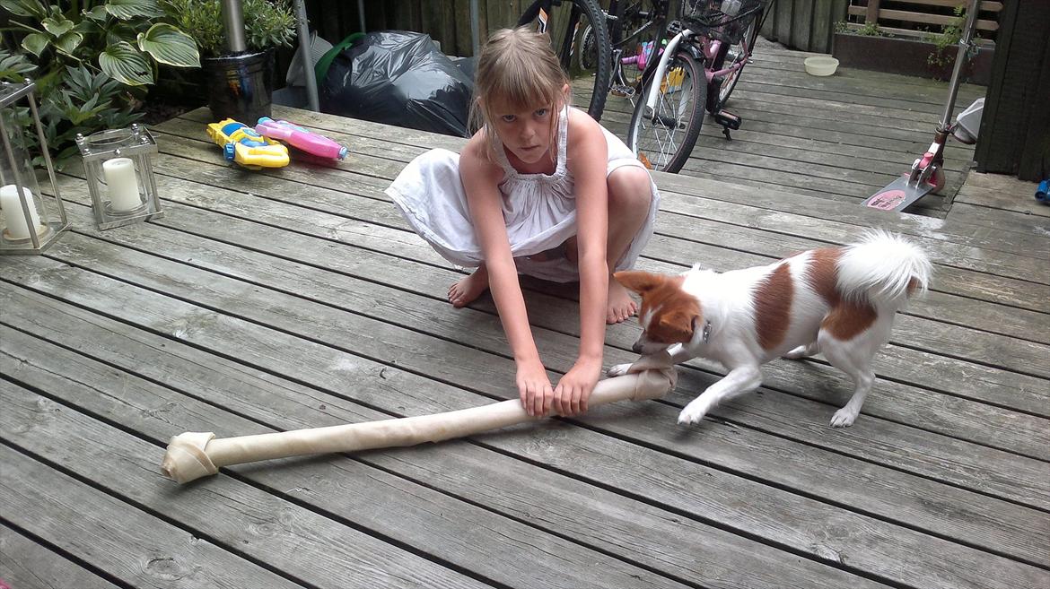 Blanding af racer Bailey billede 11