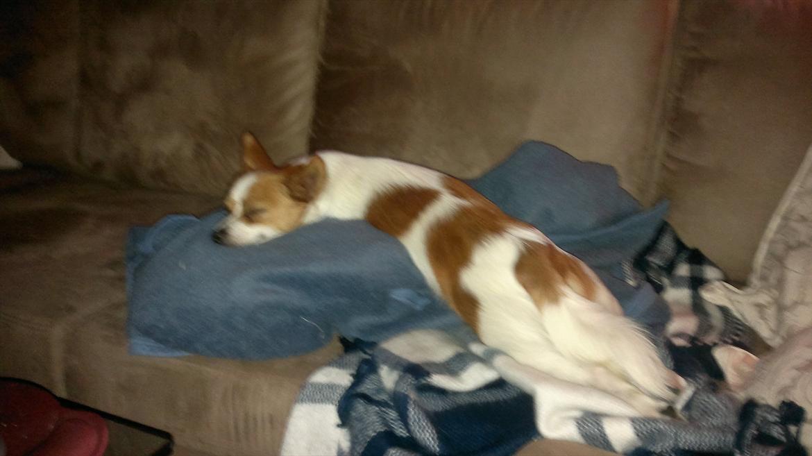 Blanding af racer Bailey billede 12