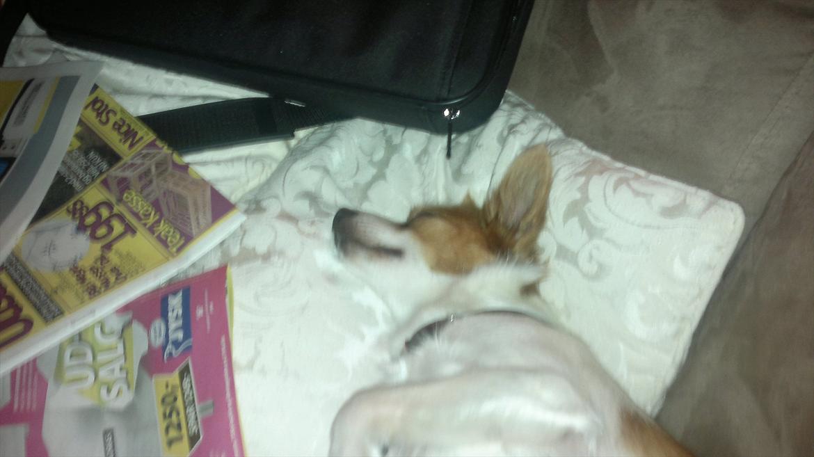 Blanding af racer Bailey billede 14