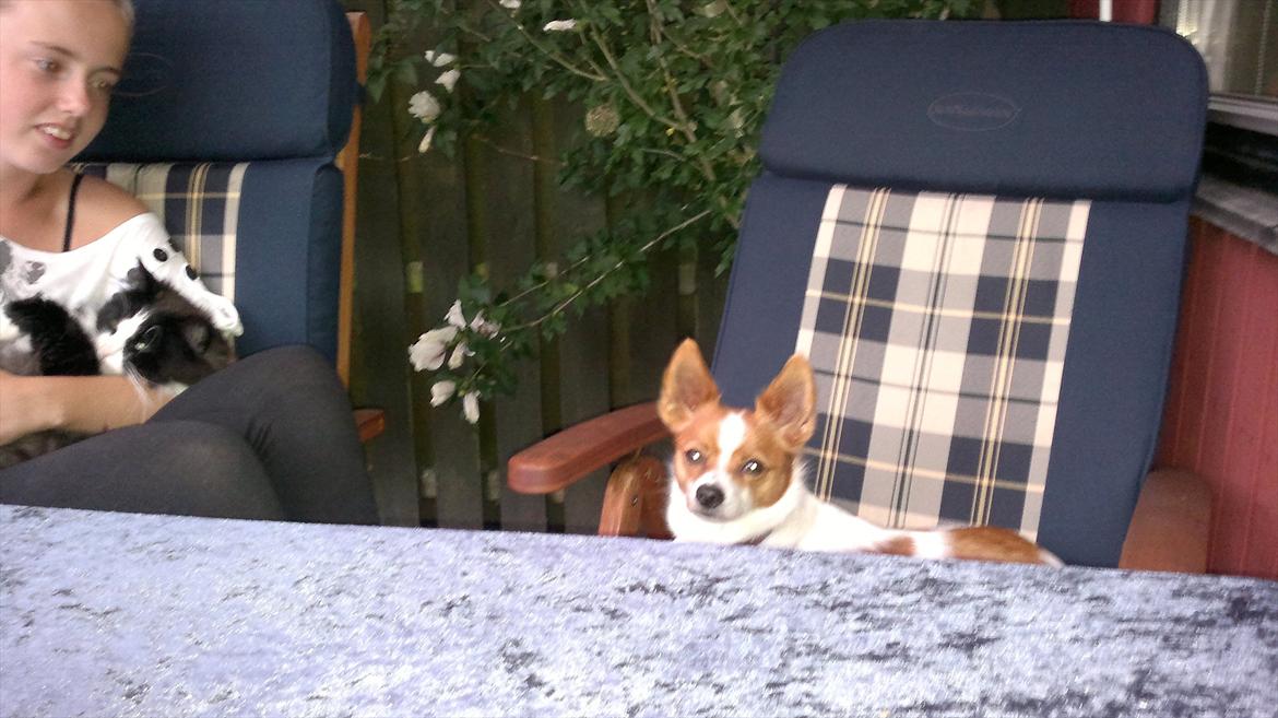 Blanding af racer Bailey billede 15