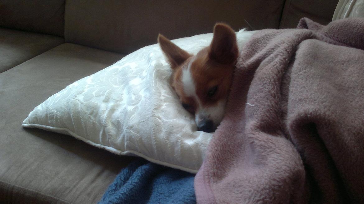 Blanding af racer Bailey billede 16