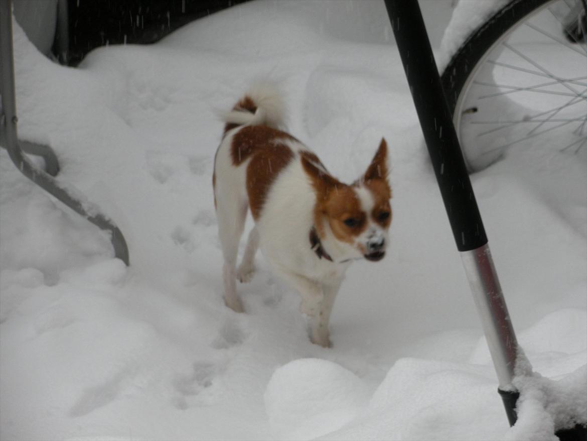 Blanding af racer Bailey billede 17