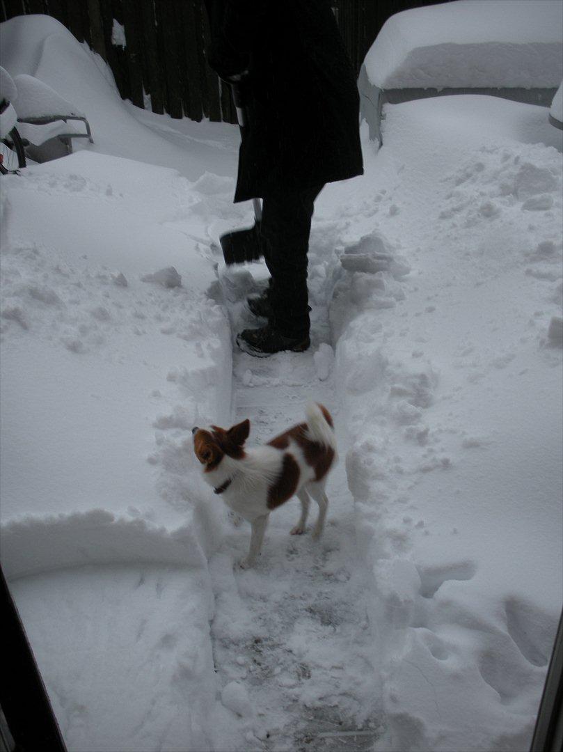 Blanding af racer Bailey billede 18