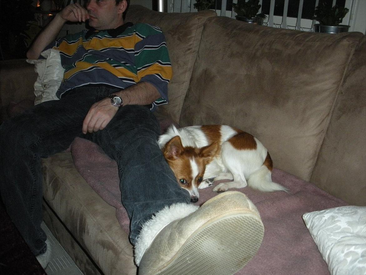 Blanding af racer Bailey billede 19