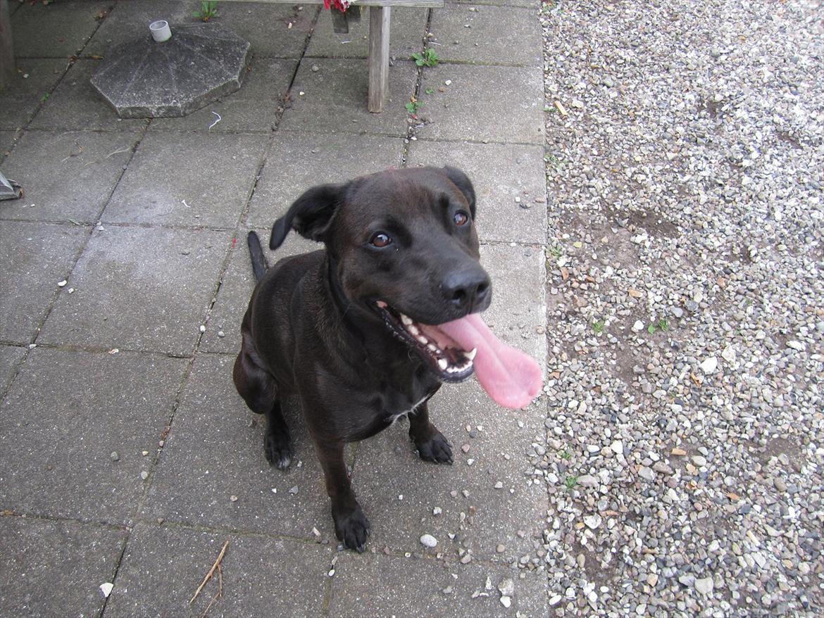 Blanding af racer ¨Bella  billede 1