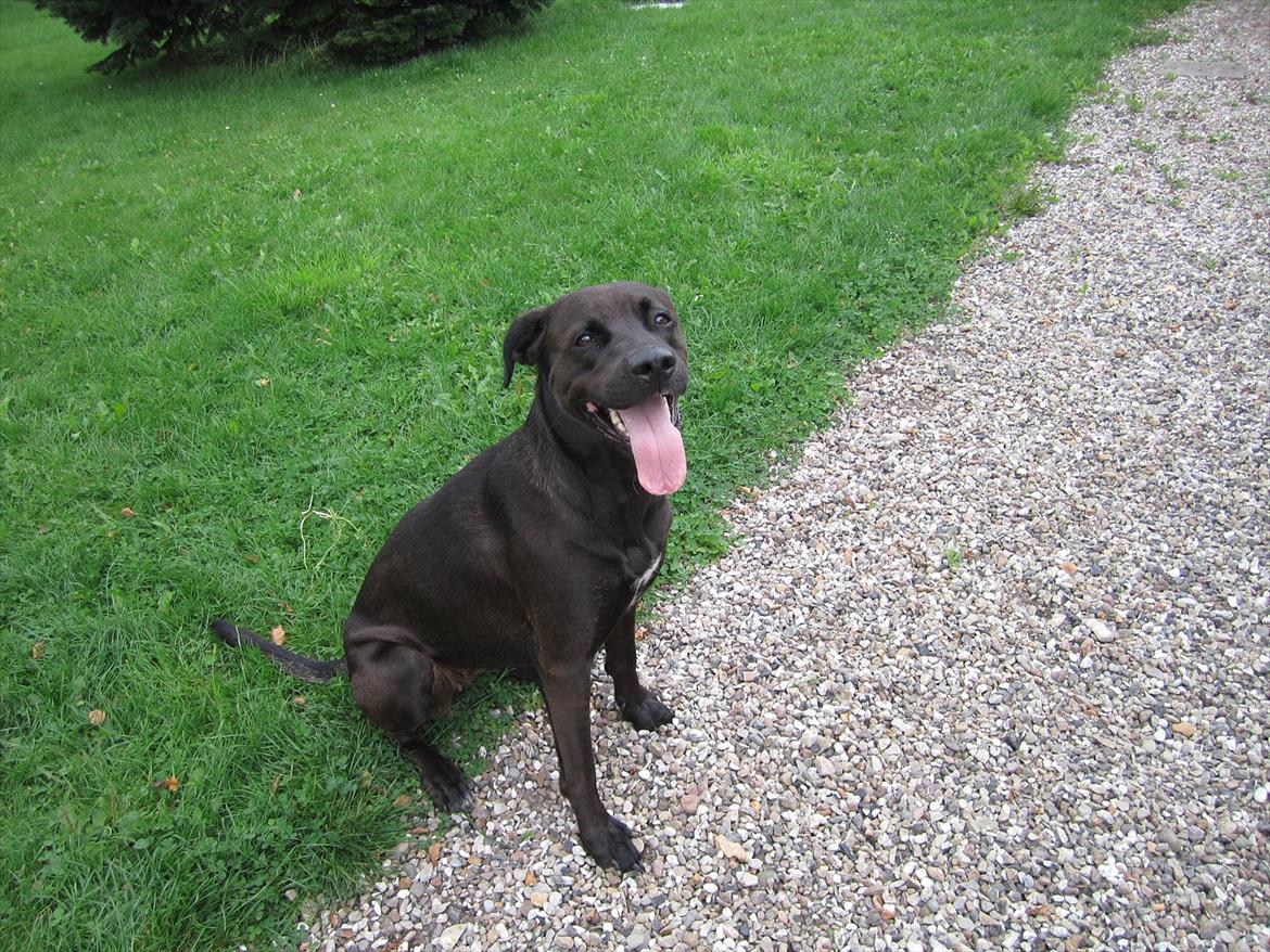 Blanding af racer ¨Bella  billede 2