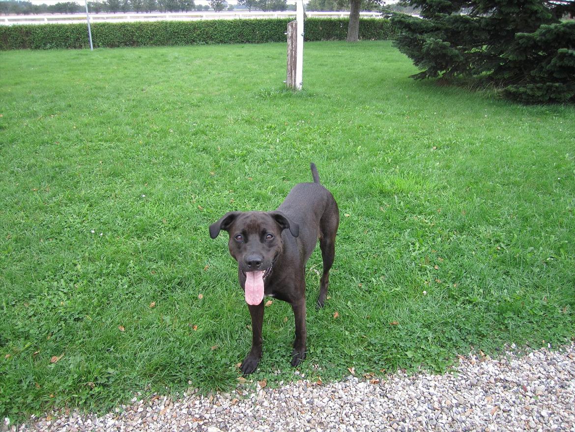 Blanding af racer ¨Bella  billede 3