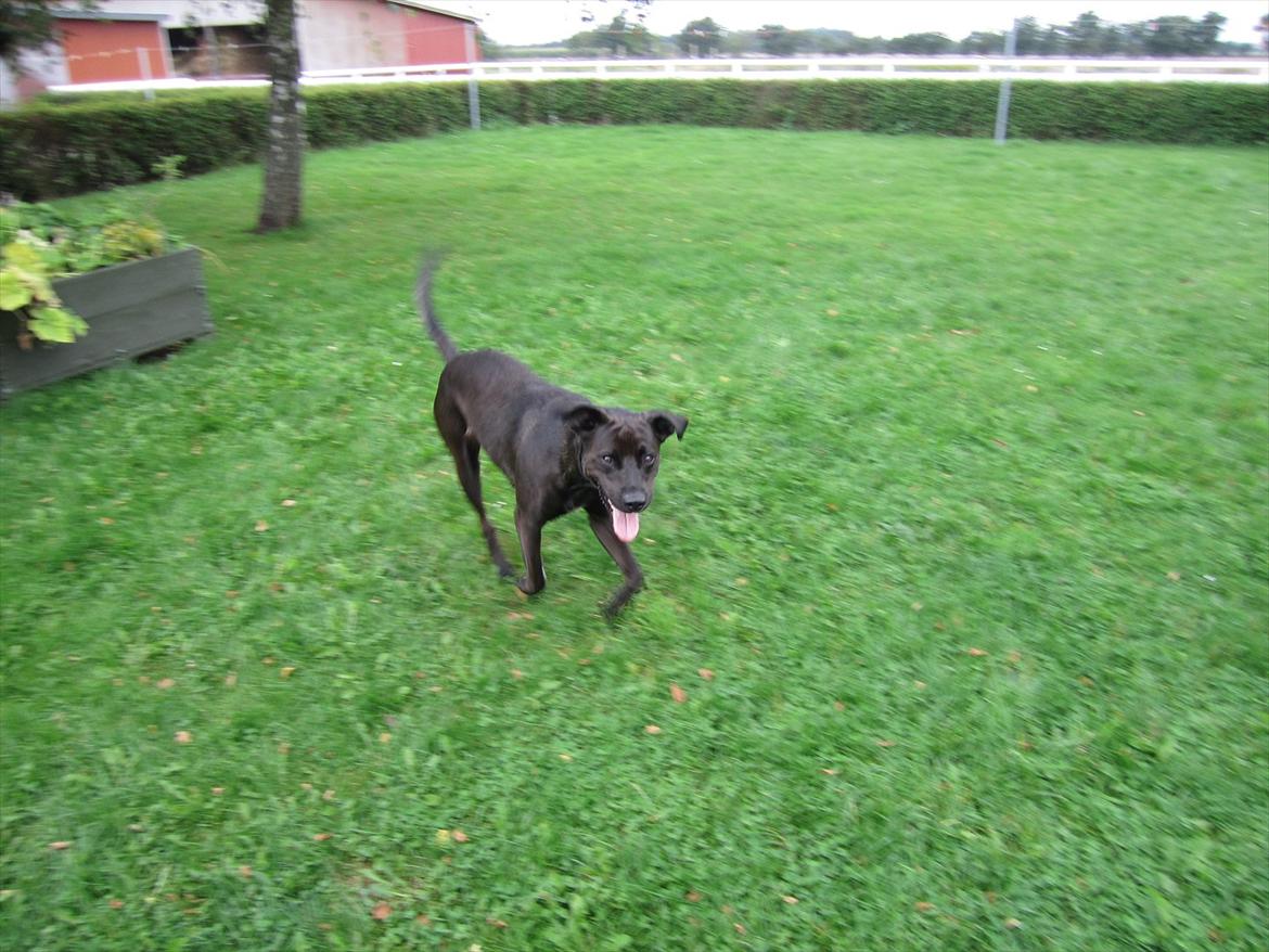 Blanding af racer ¨Bella  billede 4