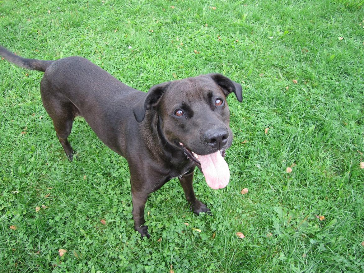 Blanding af racer ¨Bella  billede 5