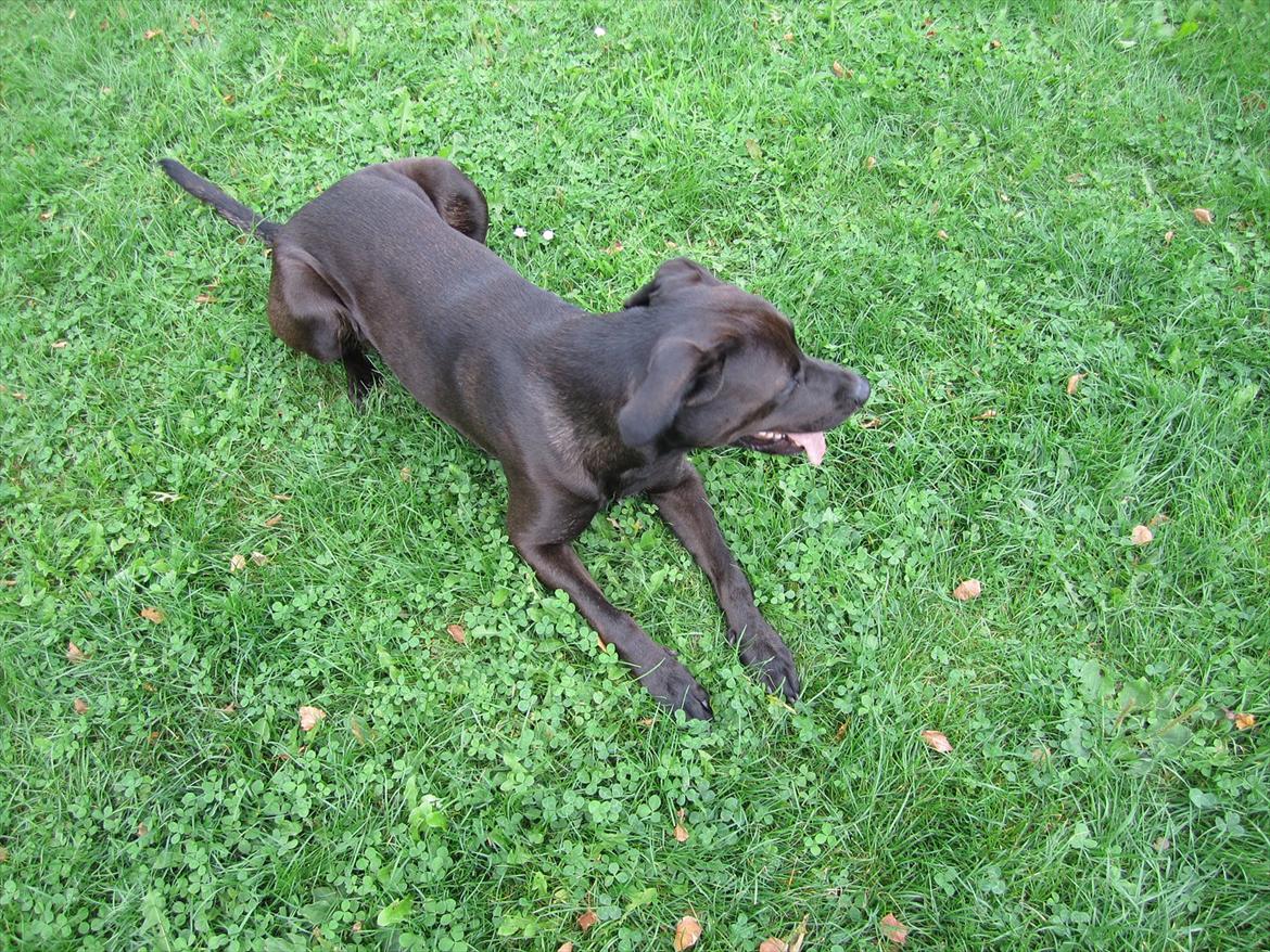 Blanding af racer ¨Bella  billede 6