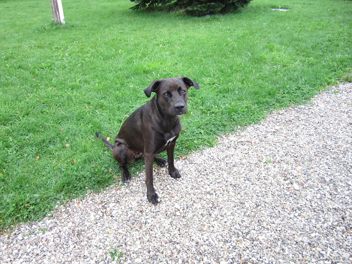 Blanding af racer ¨Bella  billede 7