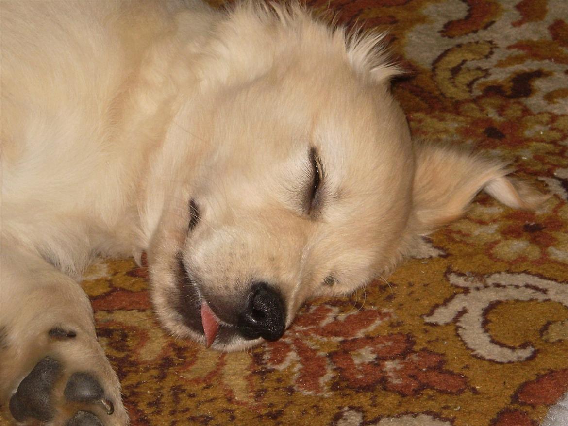 Golden retriever Jenna billede 12