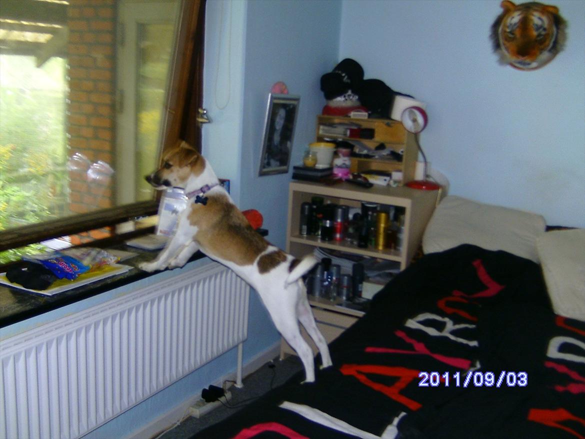 Dansk svensk gaardhund Bailey 'Tøzen :) - jeg skal lige holde øje med hvad der sker ;)! billede 11