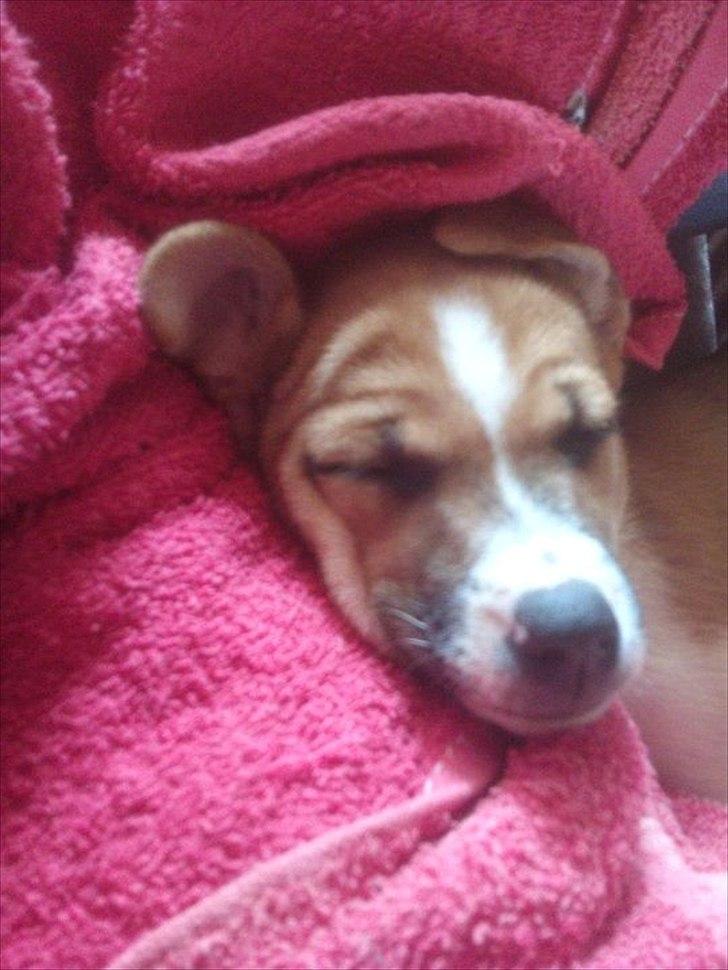 Dansk svensk gaardhund Bailey 'Tøzen :) billede 12