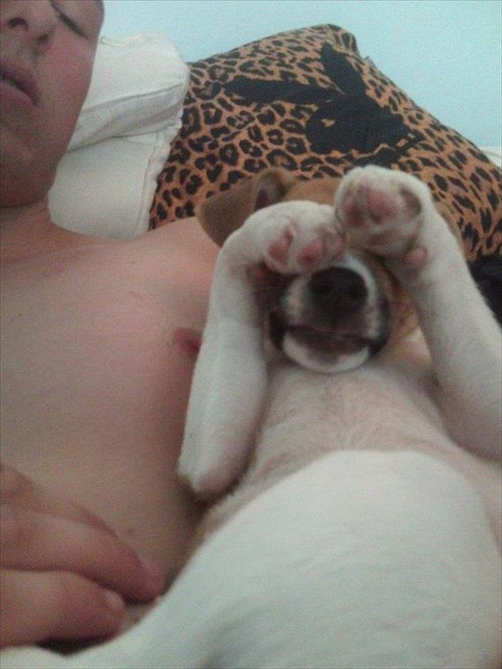 Dansk svensk gaardhund Bailey 'Tøzen :) - tiiiiithe bøøøh! billede 13